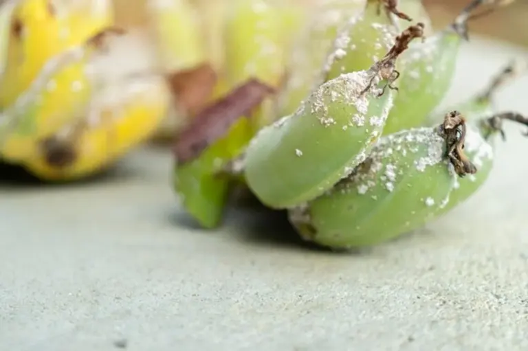banana peel natural fertilizer closeup vegetable garden