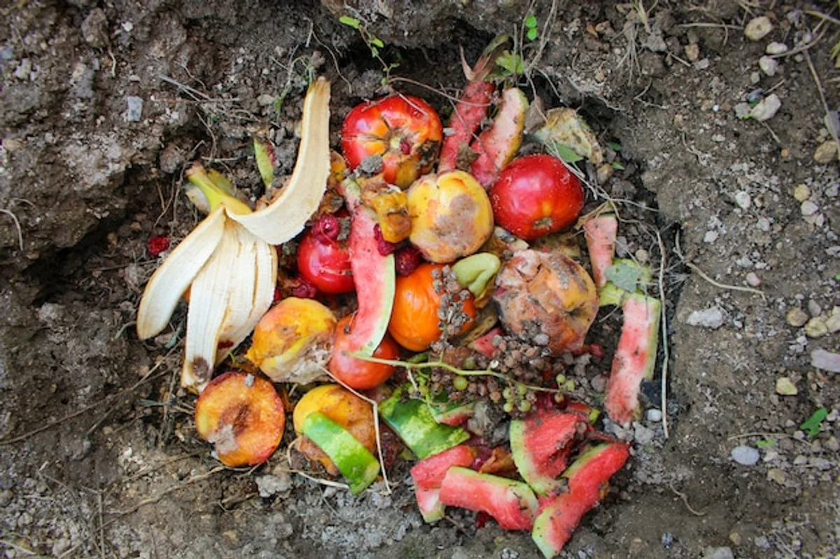 banana peels fertilizer garden vegetables