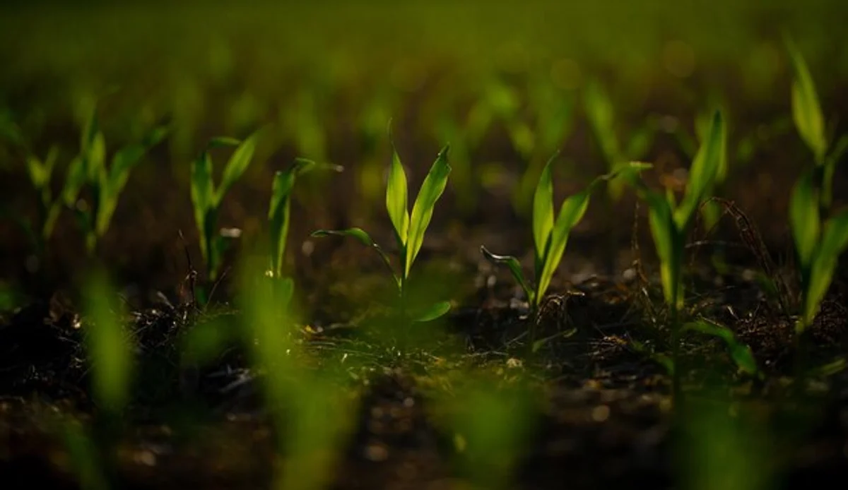 seedlings stretching for light windowsill