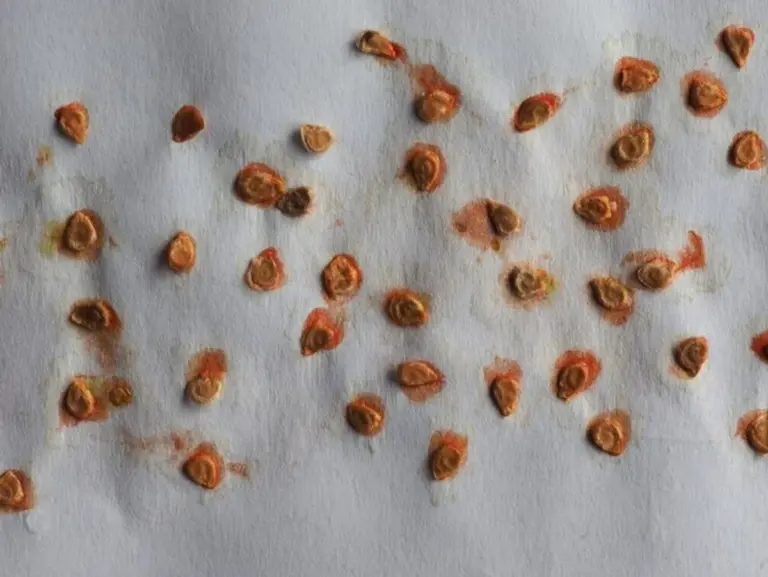 modern tomato seed germination method paper towel close up