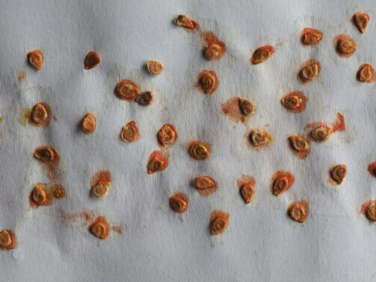 modern tomato seed germination method paper towel close up