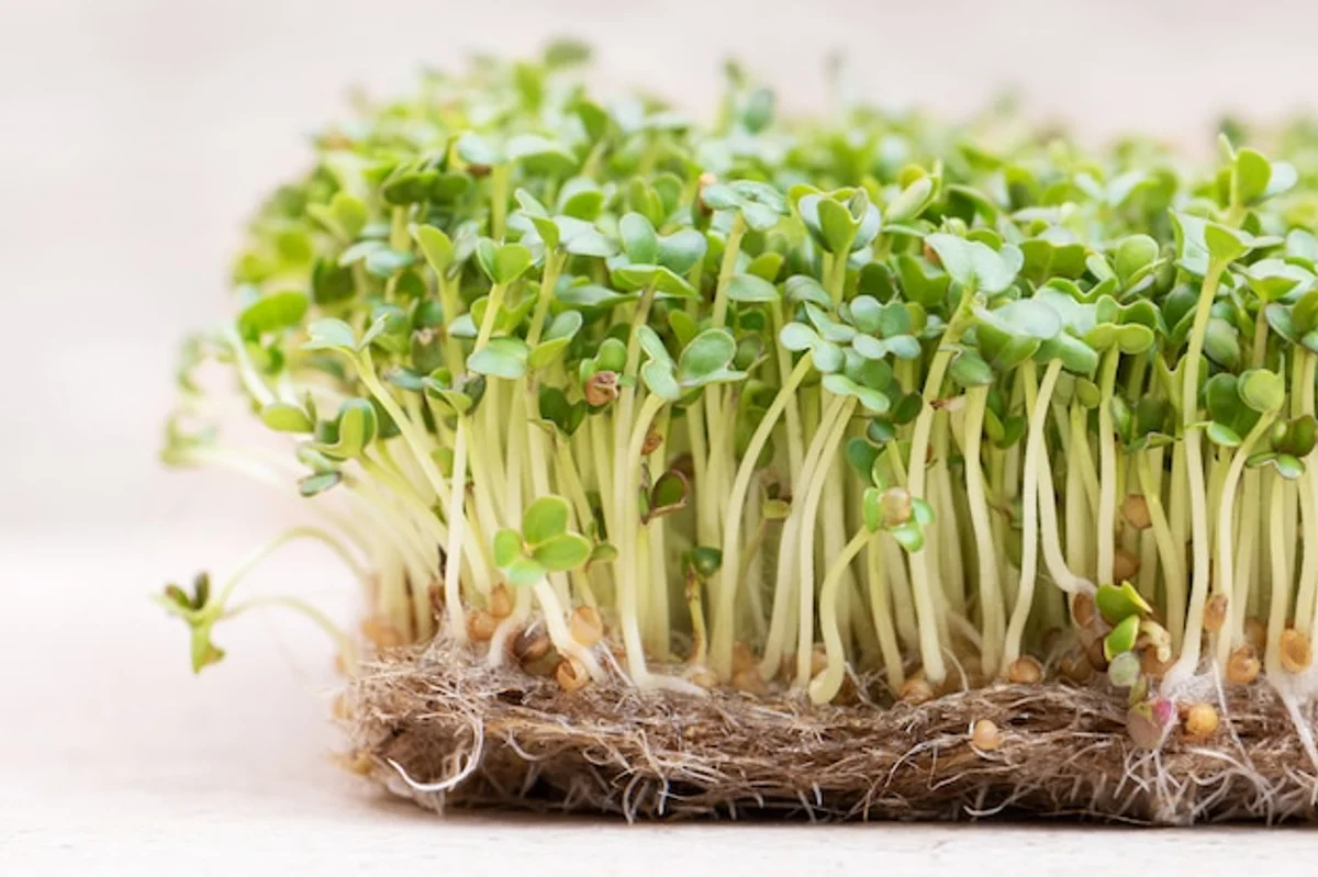 germinated tomato seeds on wet paper towel windowsill