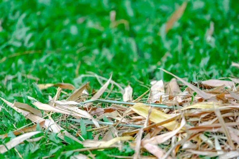 overwatered lawn Germany