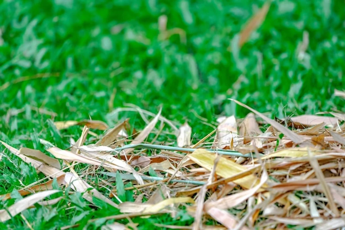 overwatered lawn Germany