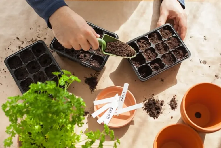 sowing seeds common mistakes gardening