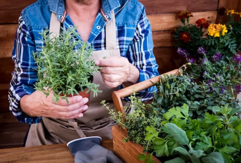senior enjoying herbs in greenhouse