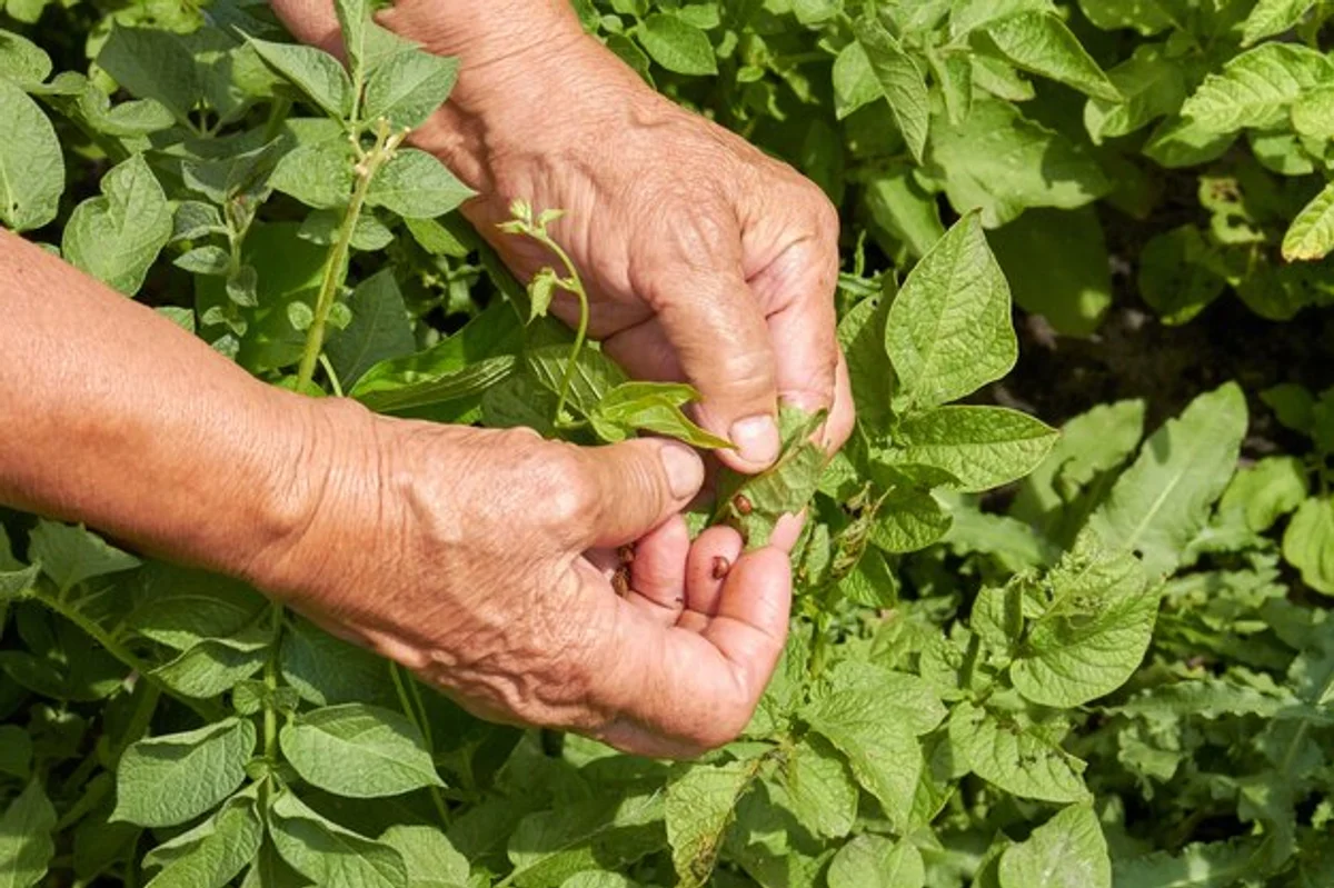 fresh herbs greenhouse elderly hands