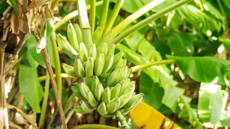 banana peels garden fertilizer close up