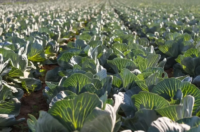 mulched vegetable garden summer Germany