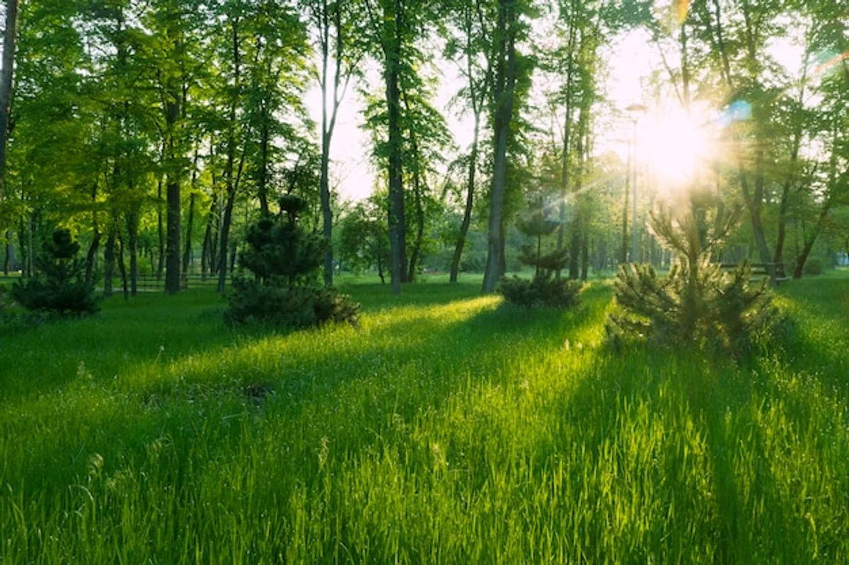 lush green lawn Germany summer