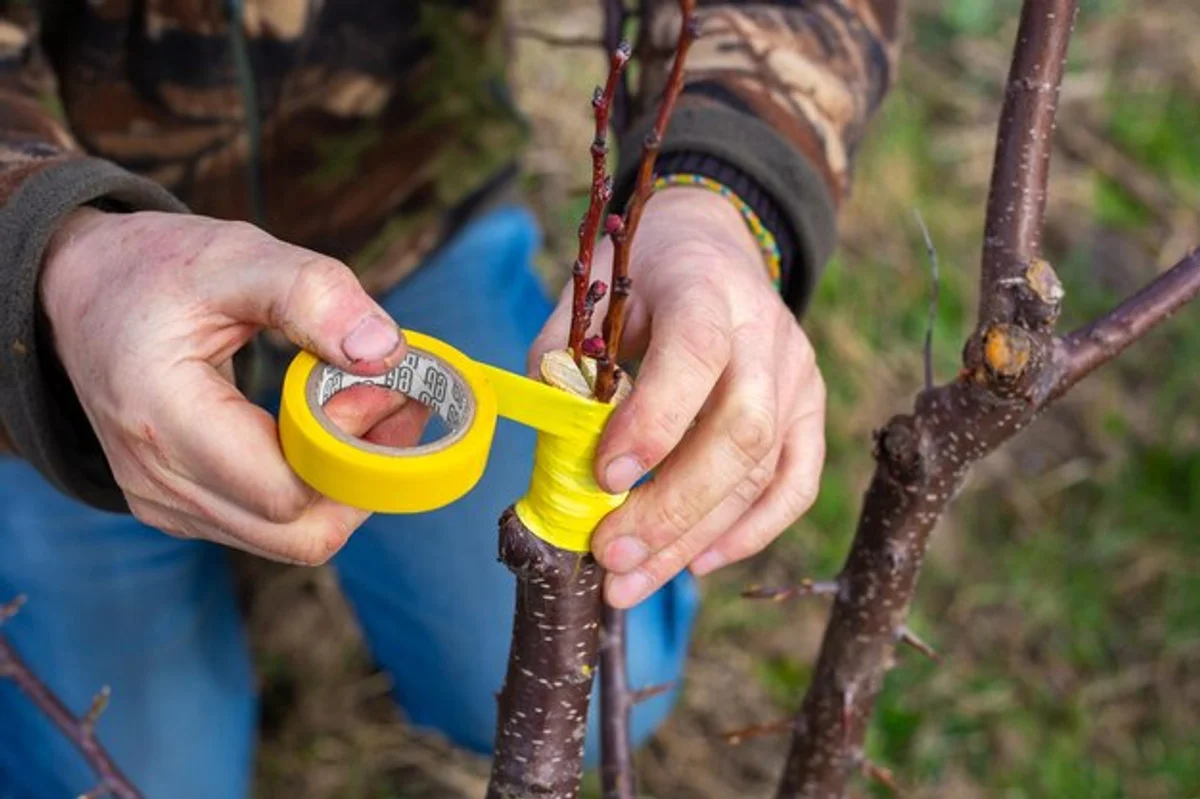 gardener applying sticky tape apple tree close up
