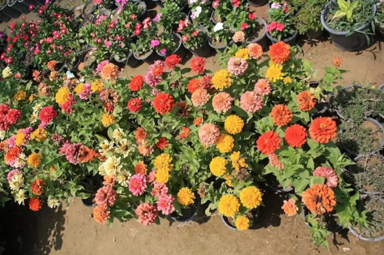 vibrant German native plants sustainable garden
