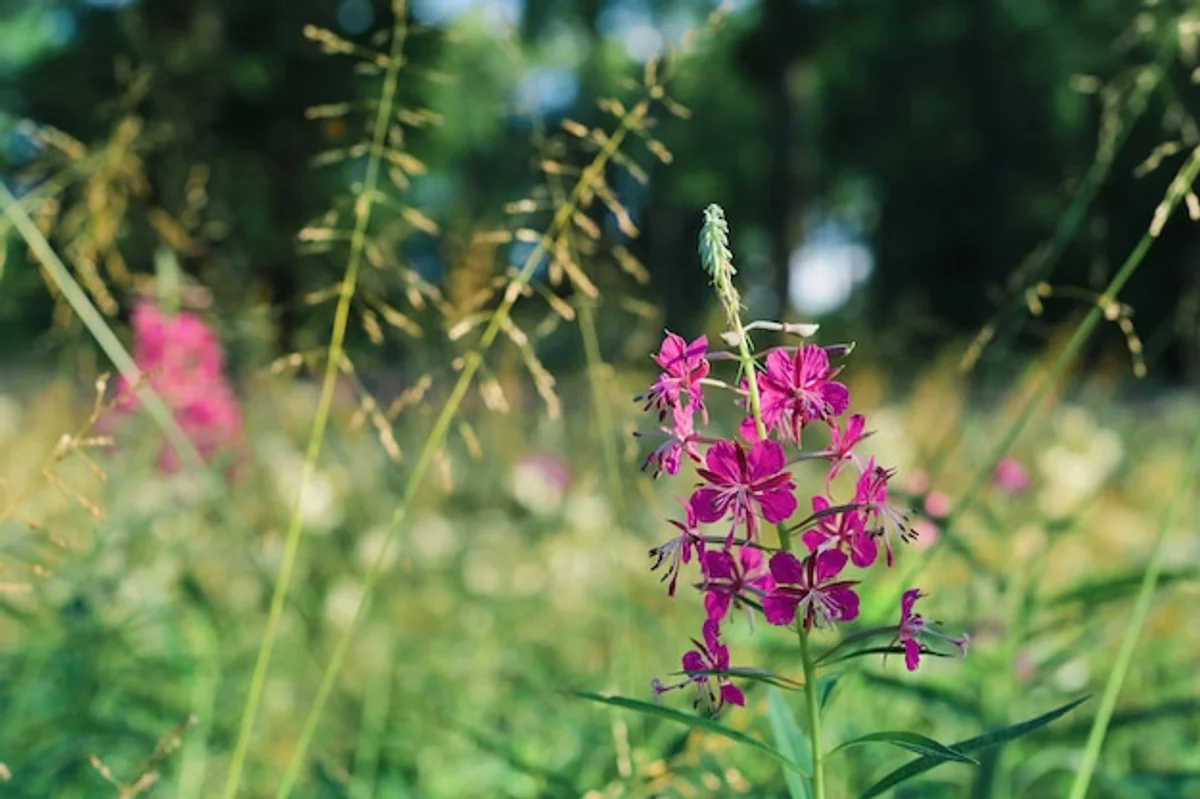 native plants german garden colourful biodiversity