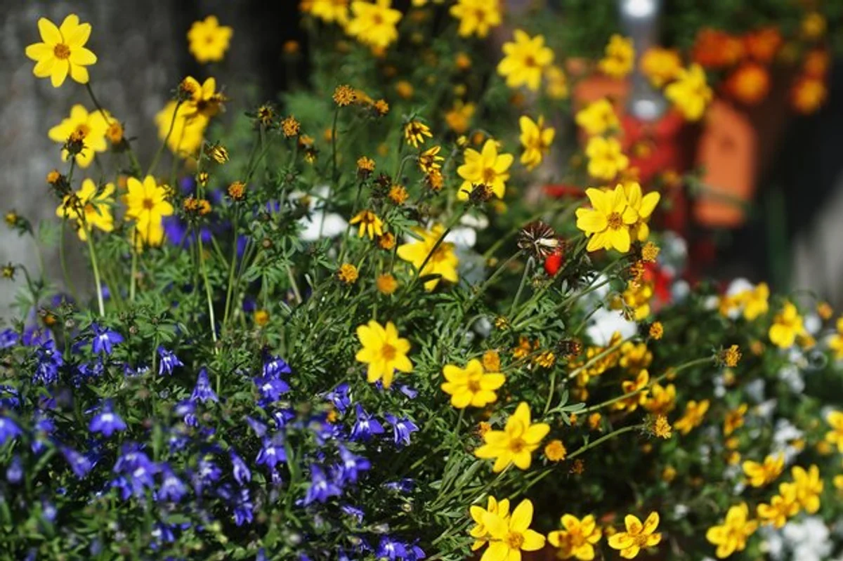wildflower meadow germany garden biodiversity