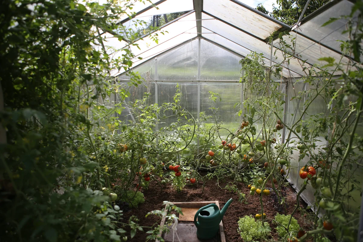 wrong greenhouse position comparison lush vs poor harvest