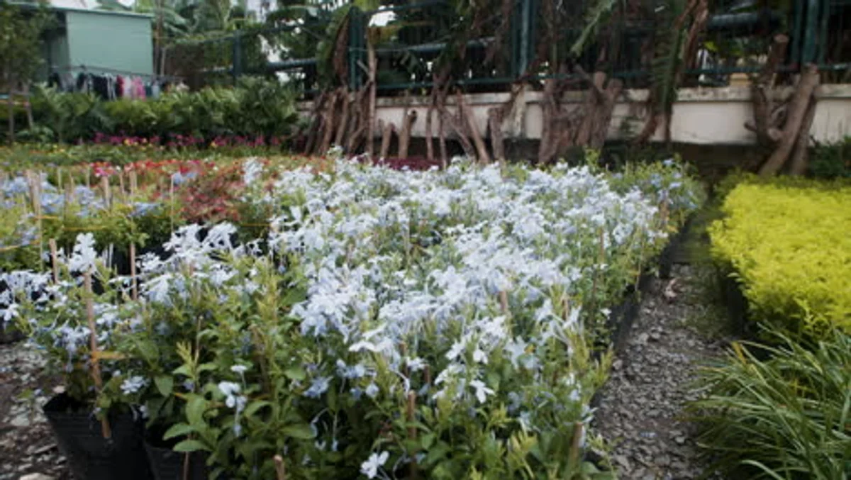 wildflower meadow with biodiversity in German garden