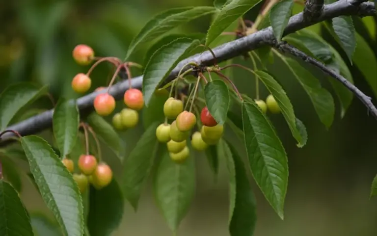 cherry tree planting distance problem