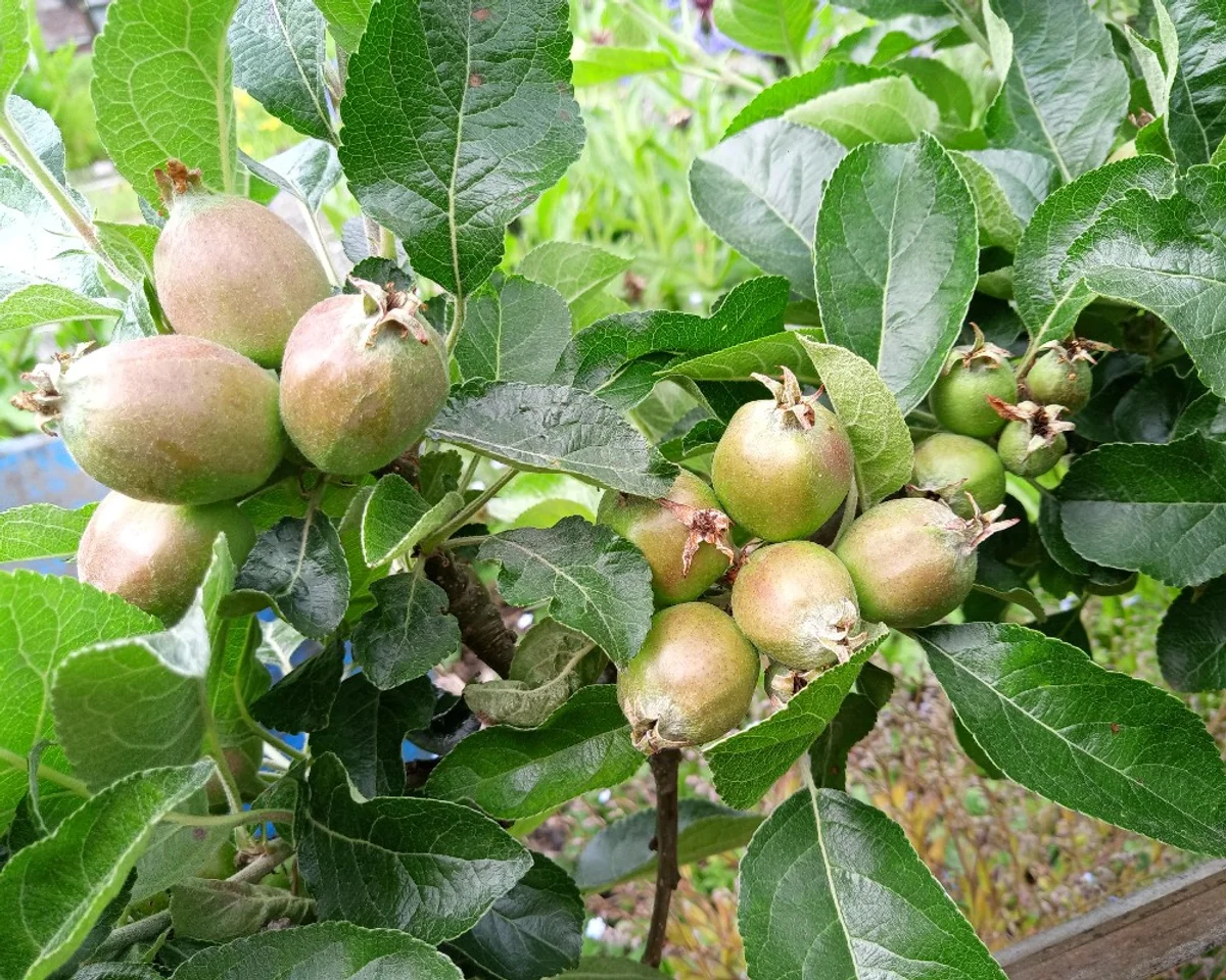 overcrowded fruit trees problems
