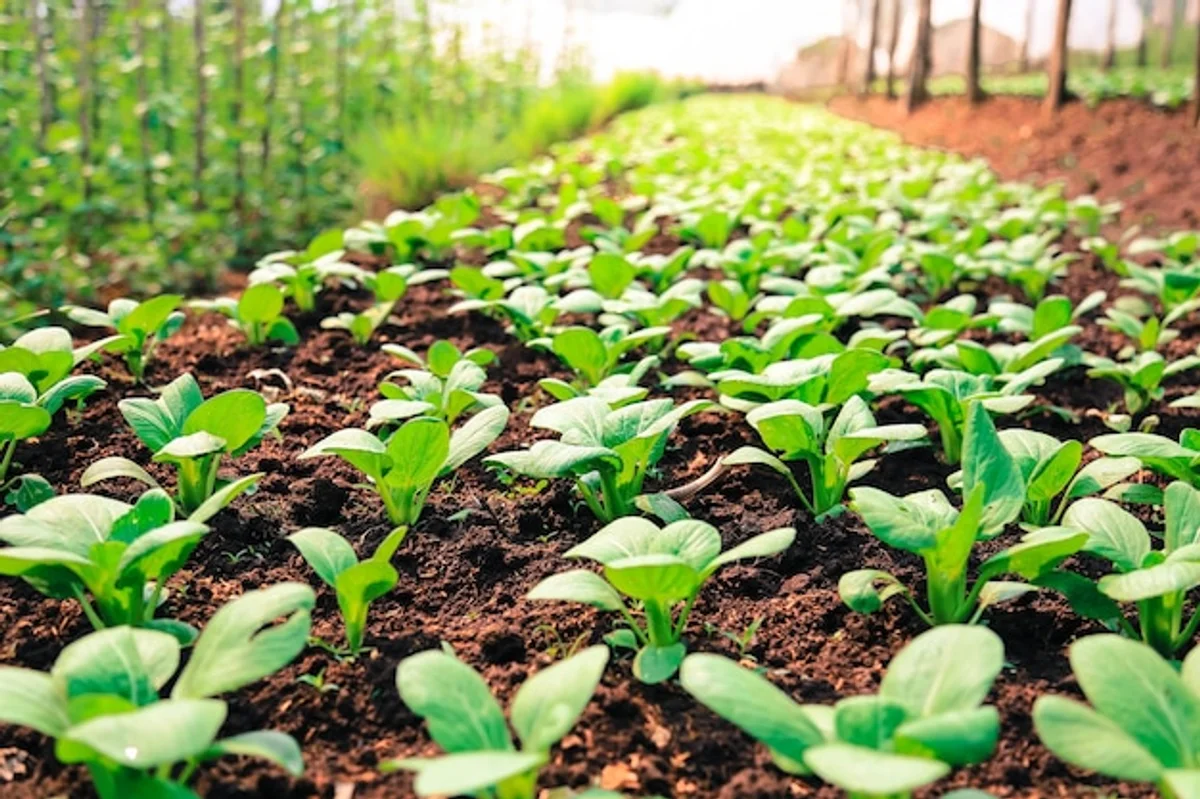 organic vegetable seeds germany garden