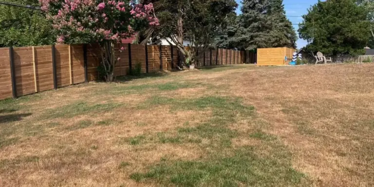lawn drought stress eco friendly rescue Germany
