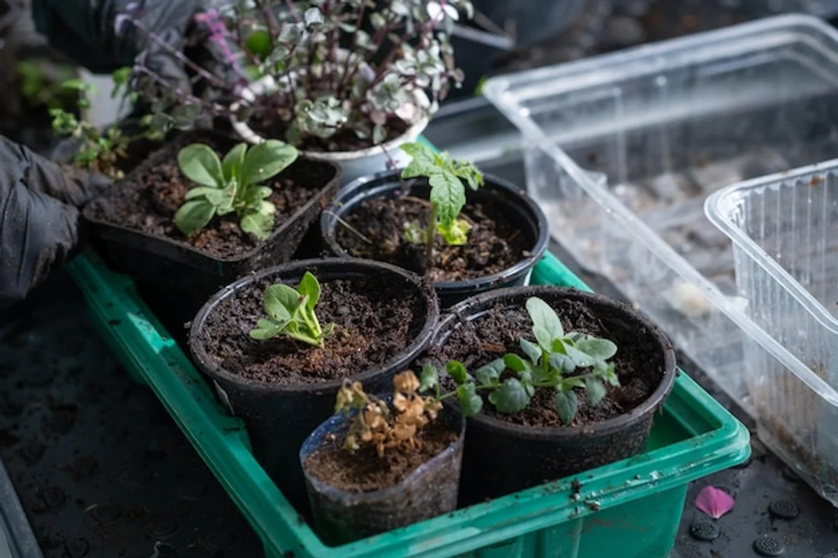 balcony compost bin plant growth