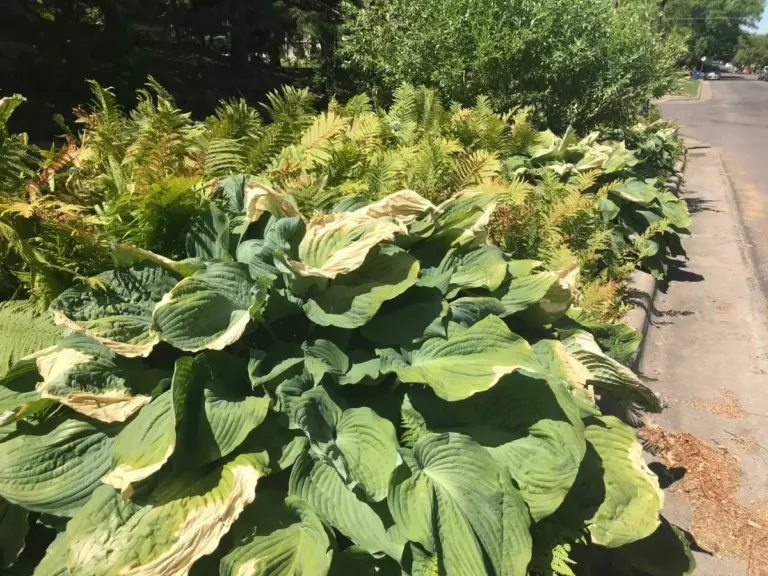 wilted plants sunny garden mistake Germany