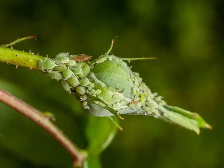 lemon and vinegar natural remedy for aphids in vegetable garden