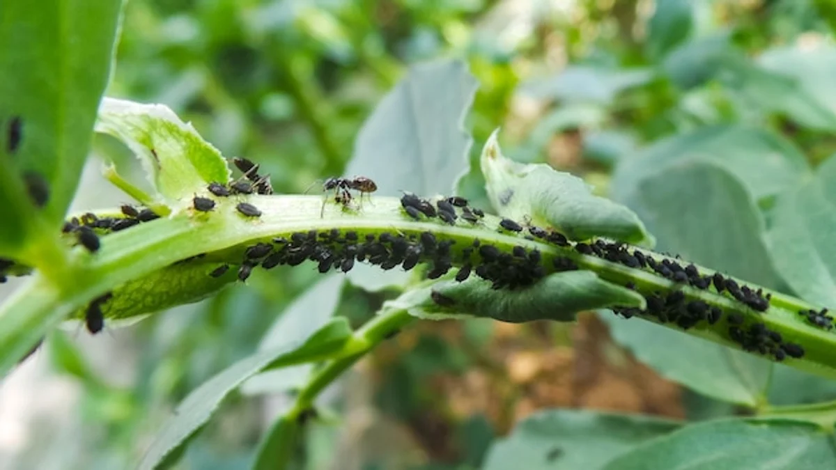 close up aphids on vegetable plant garden