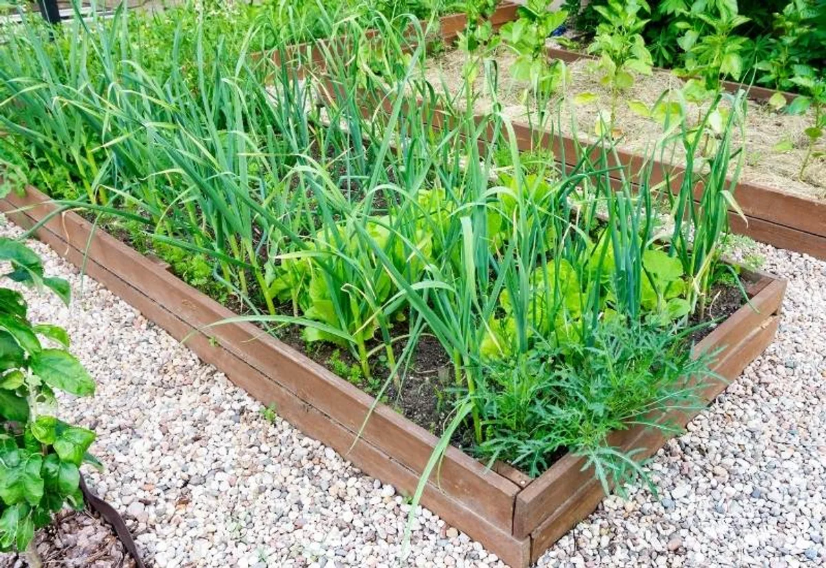 companion planting with garlic against aphids vegetable garden