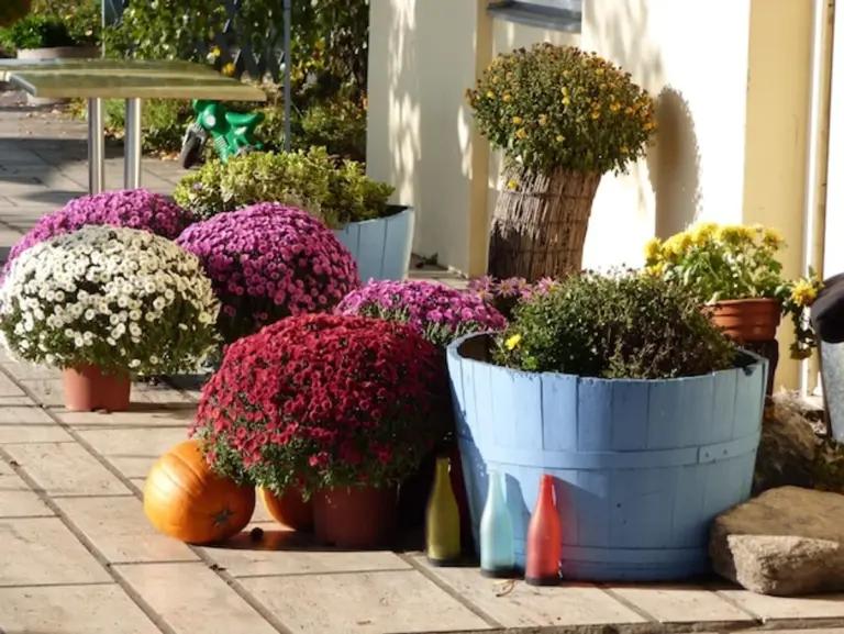 mediterranean drought tolerant garden Germany