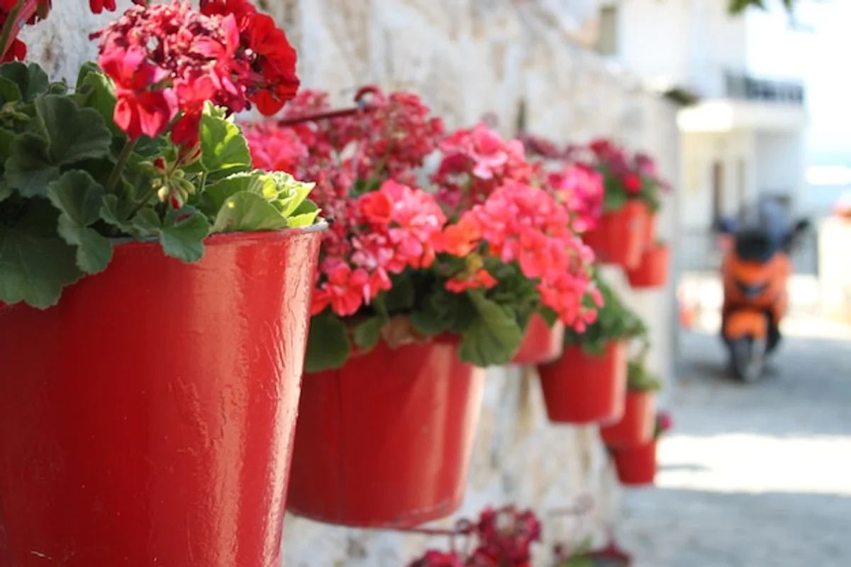 mediterranean drought tolerant garden Germany