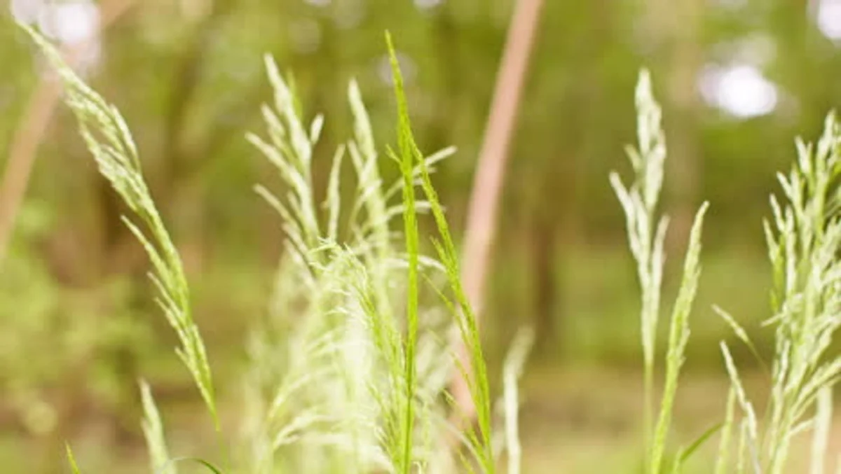 closeup feathery grass dry garden Germany summer
