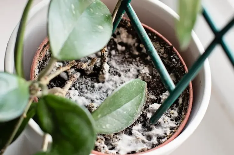 eggshells as plant fertilizer indoor plants macro