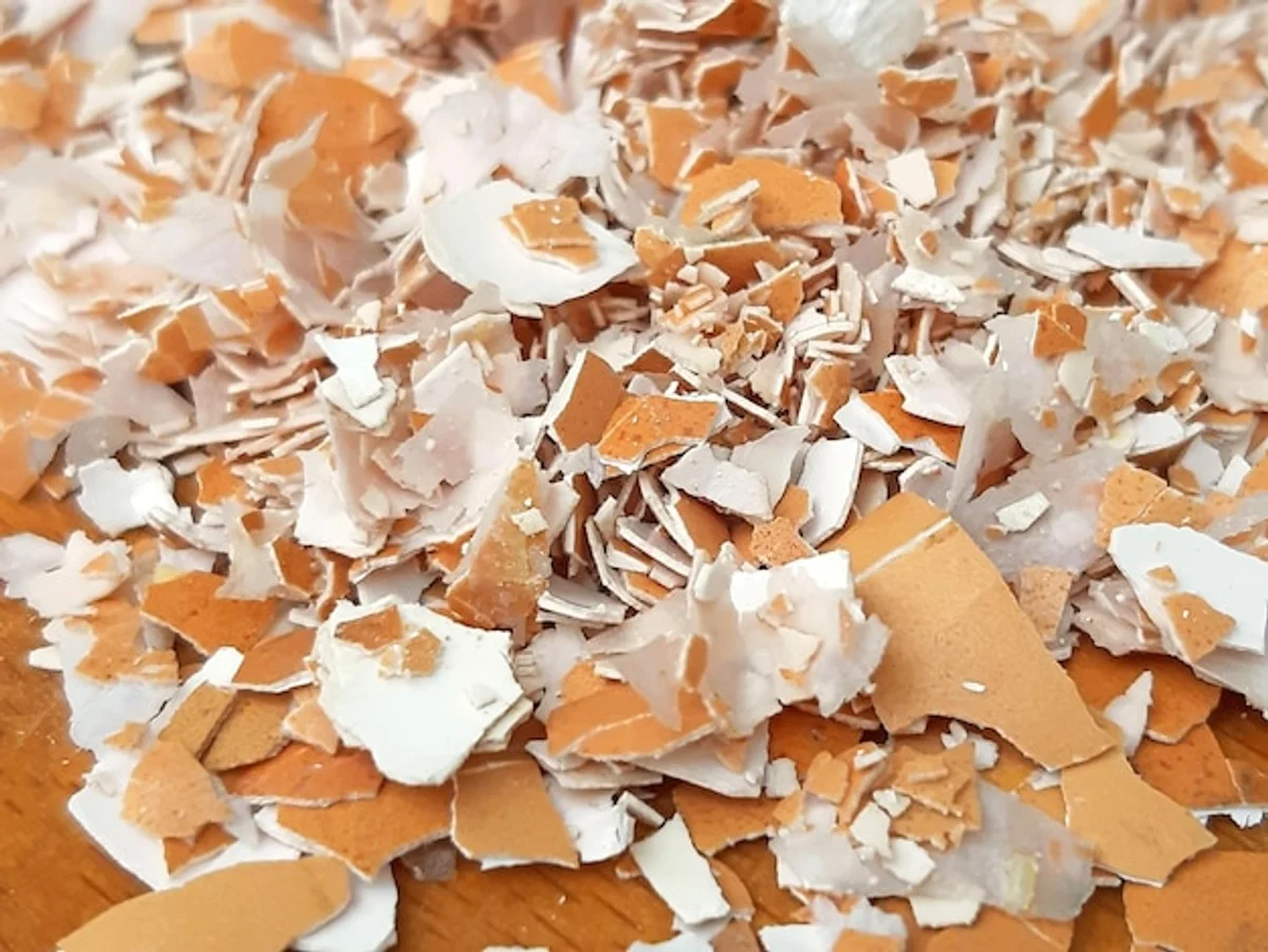 crushed eggshells fertilizer plant closeup