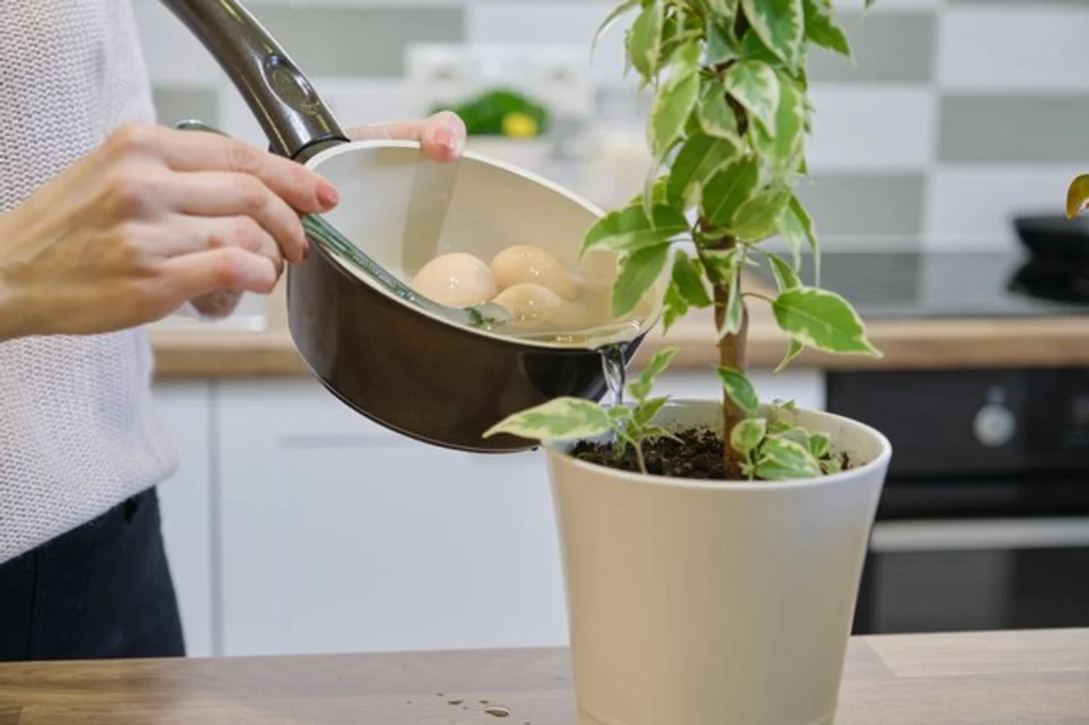 eggshells on house plants windowsill natural home fertilizer