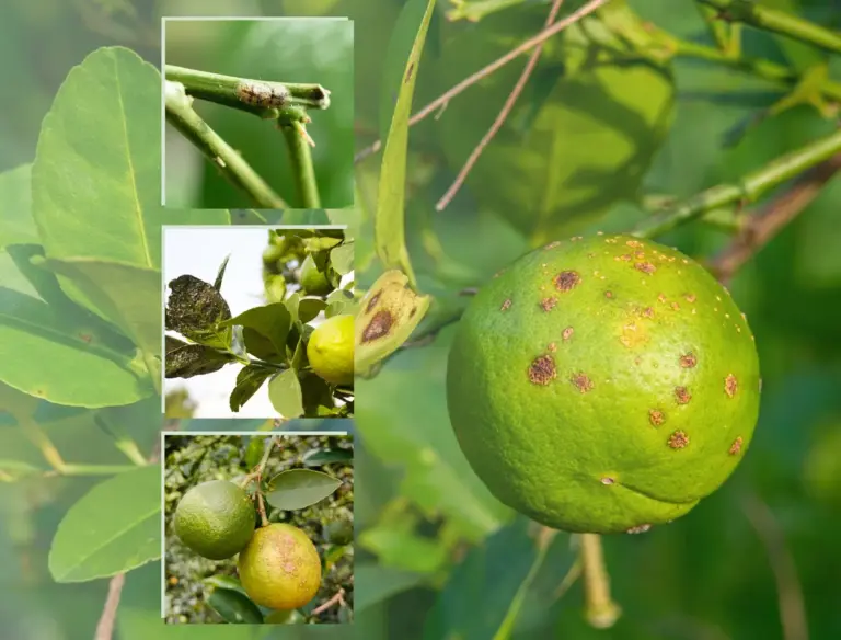 lemon tree care mistakes sick citrus indoor germany
