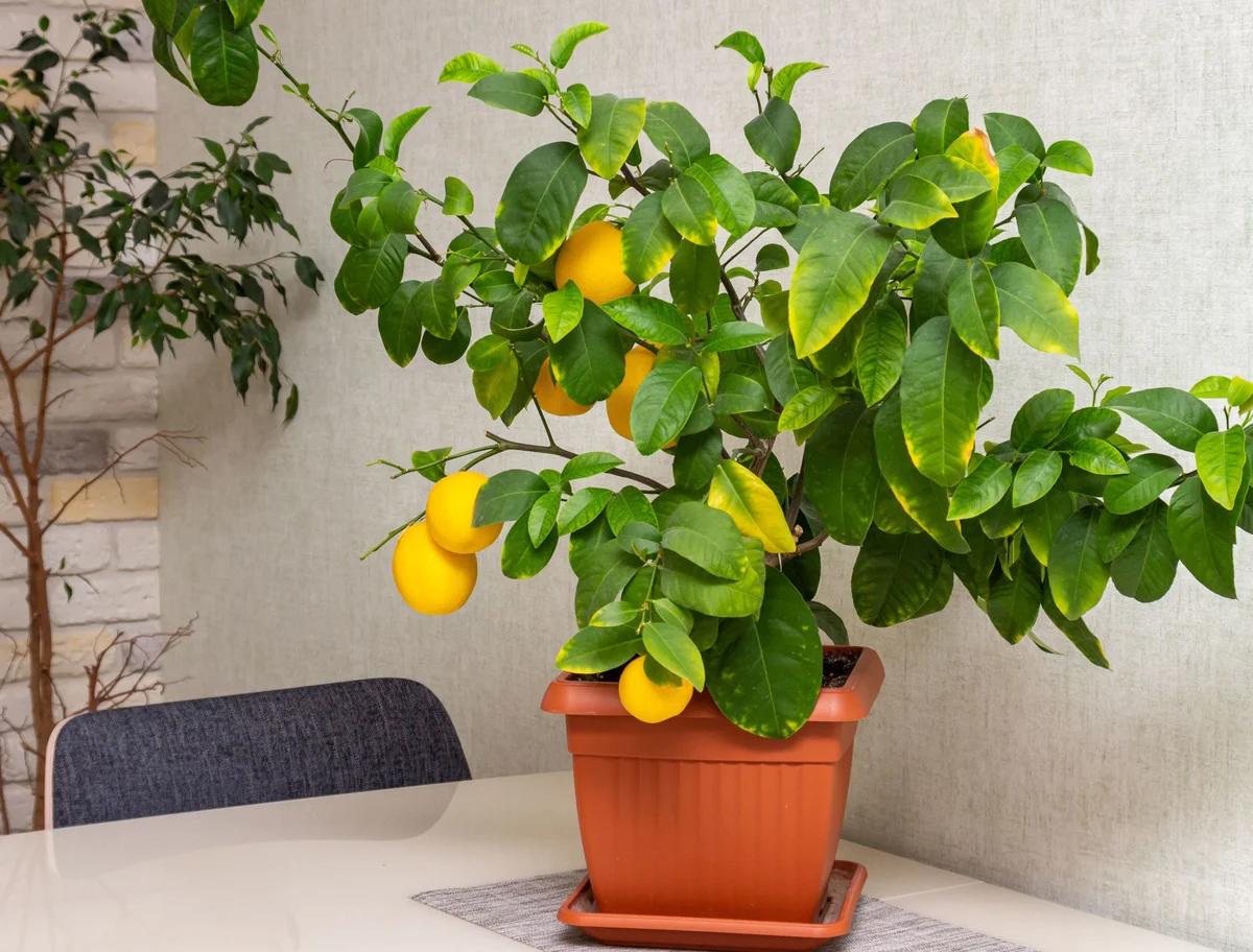 lemon tree watering mistake yellow leaves german balcony