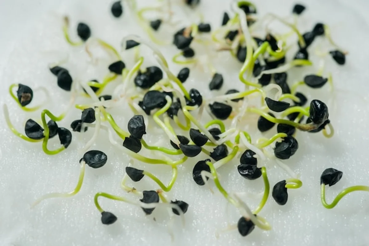 germinating seeds paper towel method