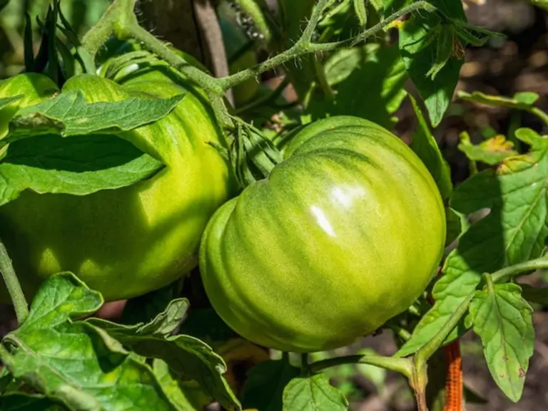 sustainable heirloom vegetable seeds garden Germany