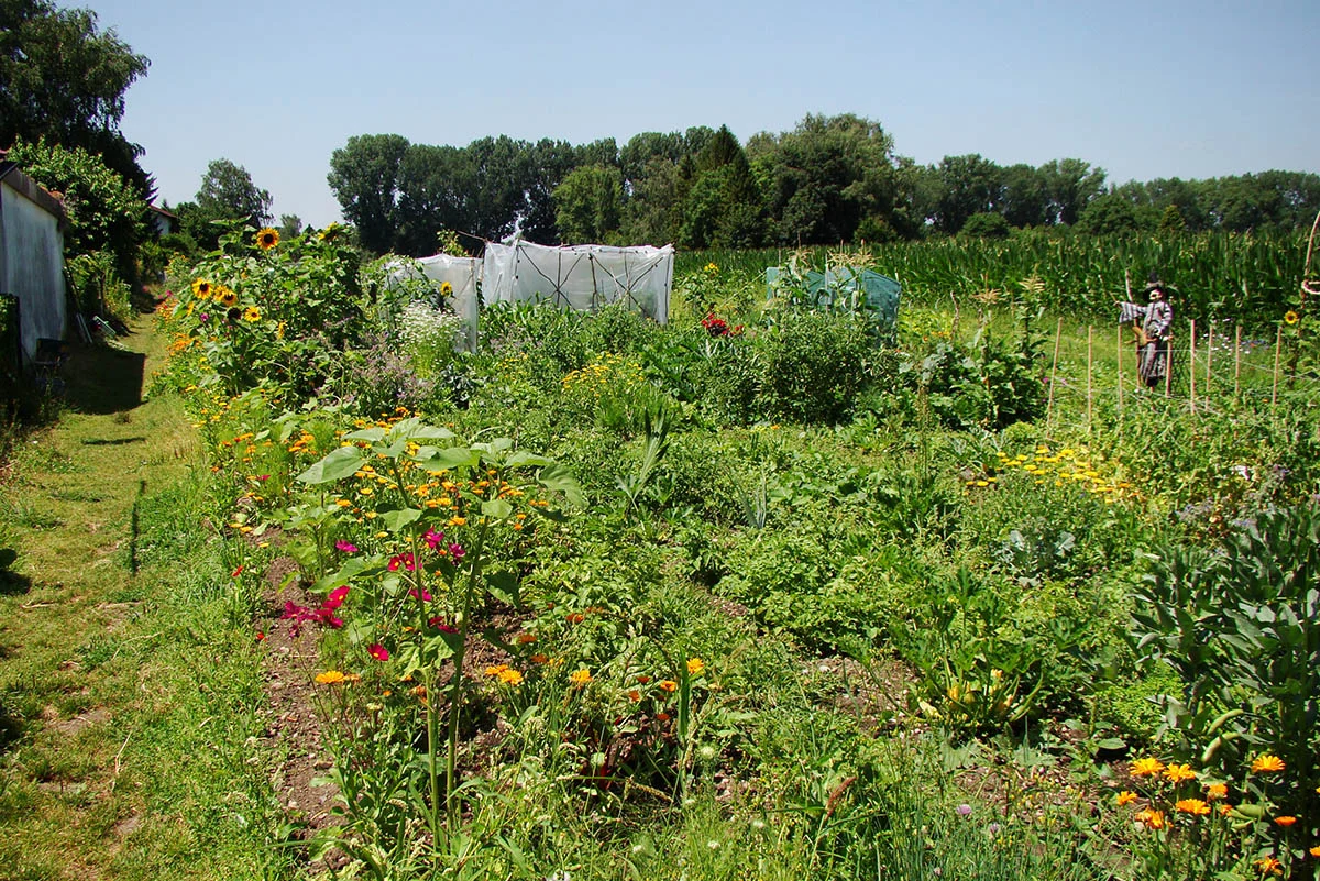unusual vegetables sustainable seeds allotment garden Germany