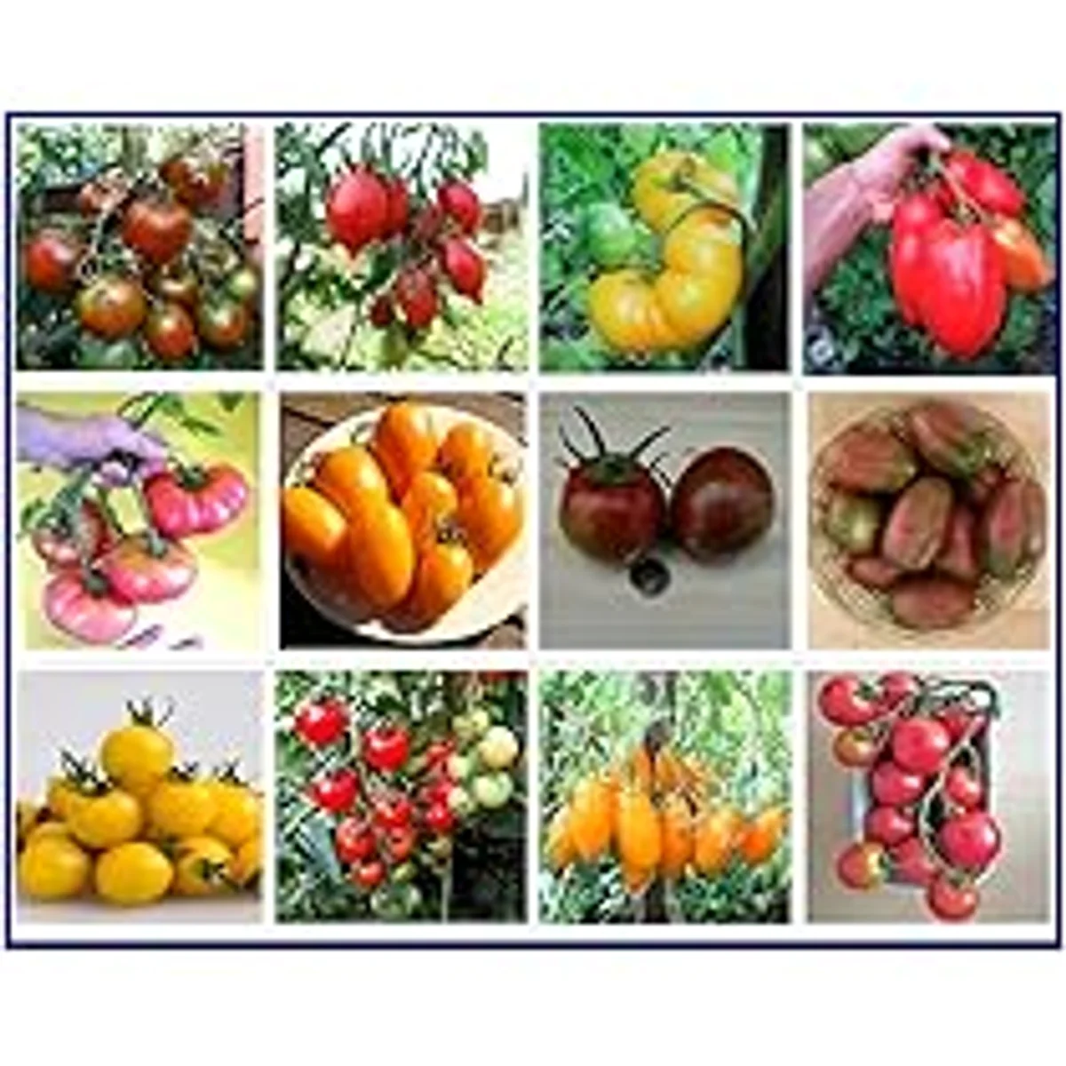 old variety tomato seeds regional gardening Germany sustainability