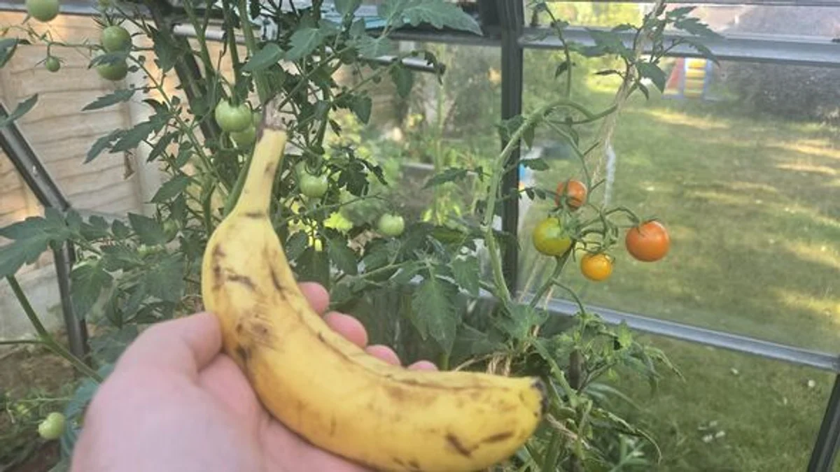 banana peel protecting tomato plants garden pest