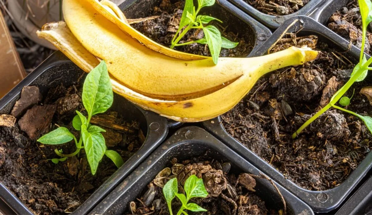 organic gardening banana peel natural pest control tomatoes