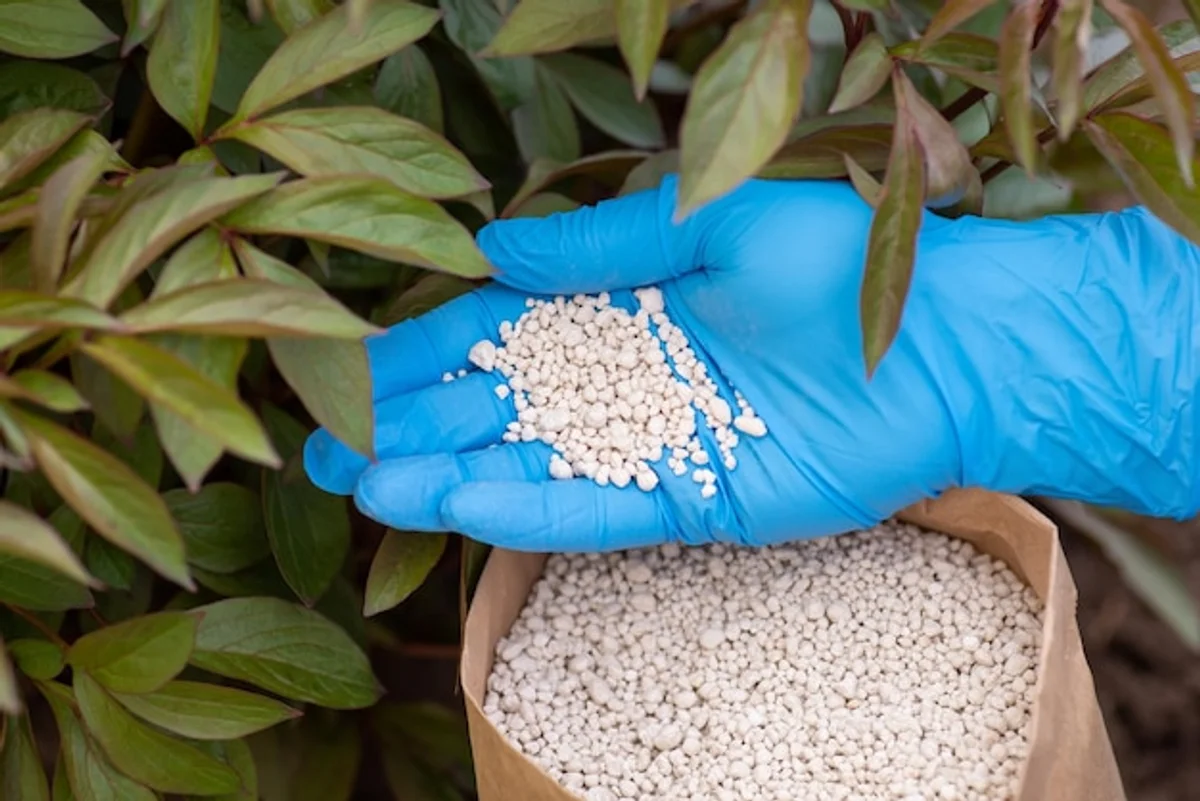 over-fertilized flowers garden