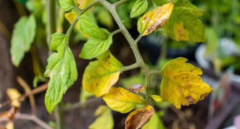 overfertilized tomato plant damaged field