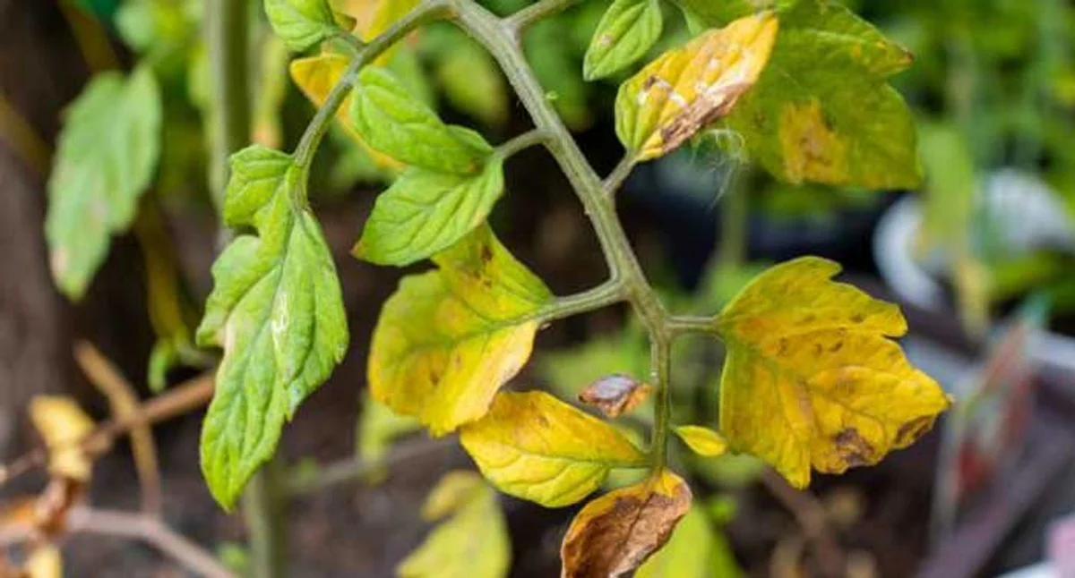 overfertilized tomato plant damaged field