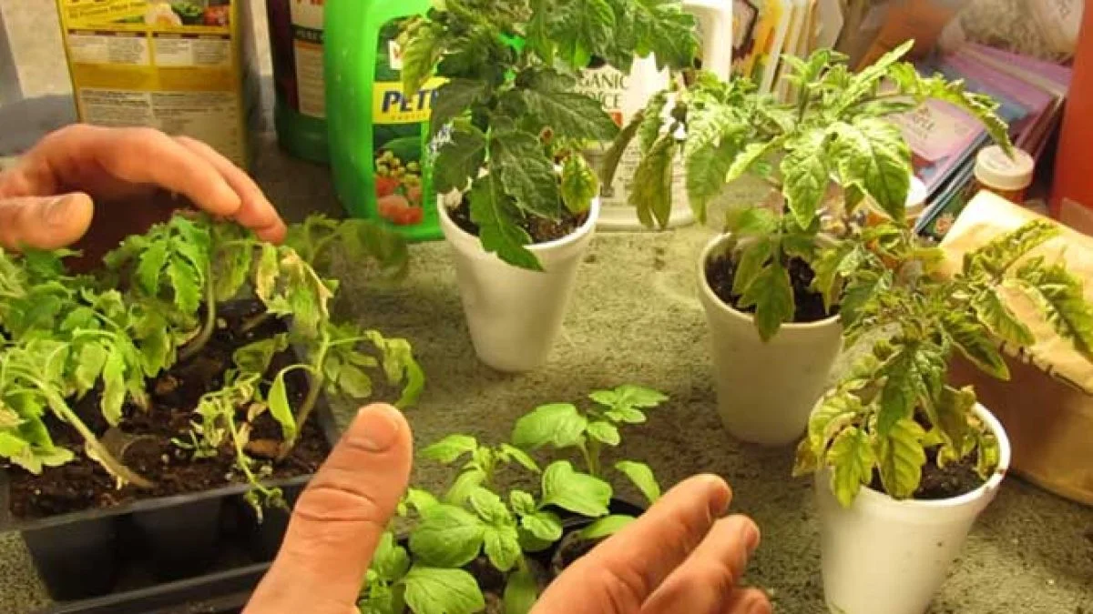 overfertilized tomato plant damaged field