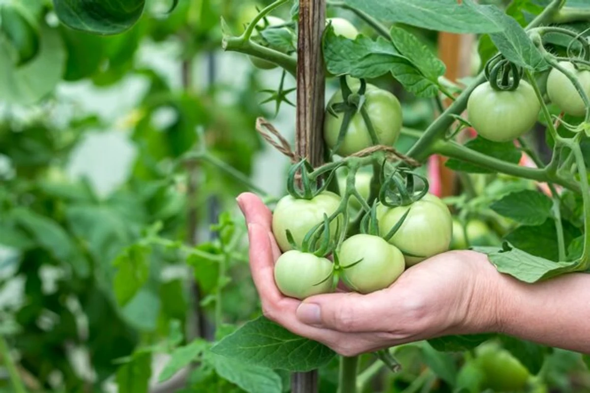 homegrown tomatoes organic fertilizer natural garden