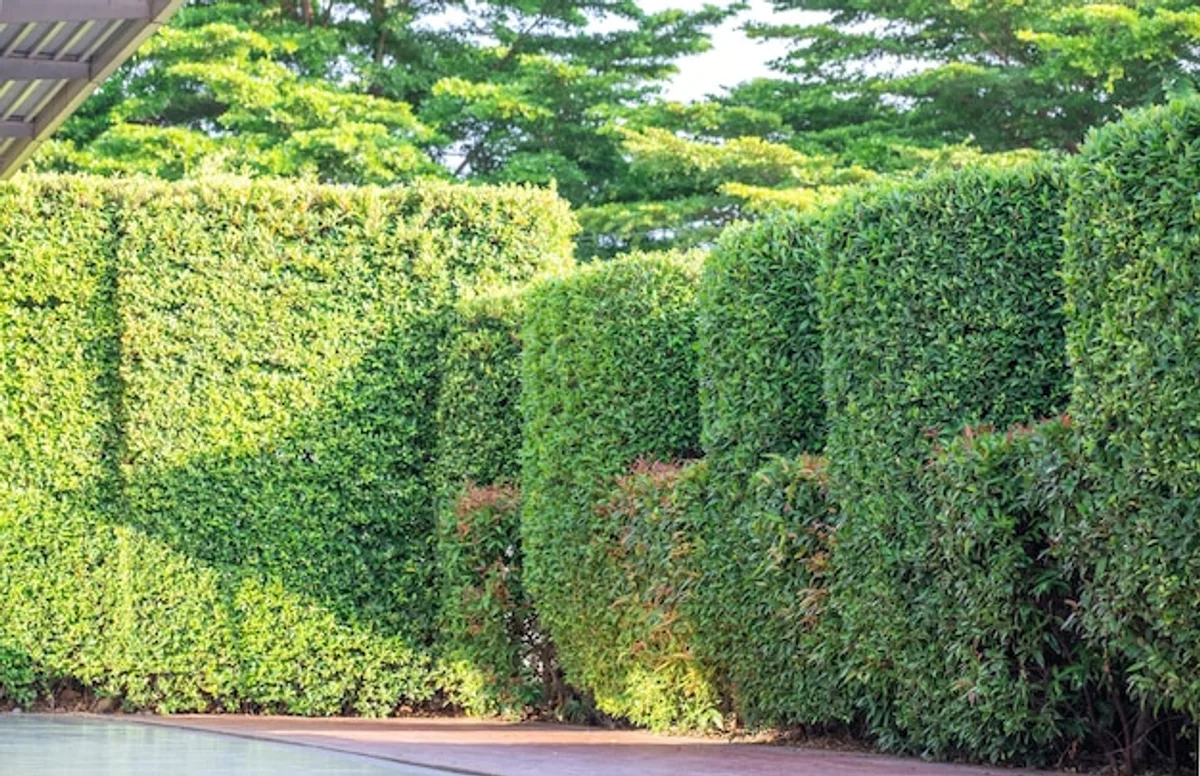 beautiful lush hedge border backyard germany