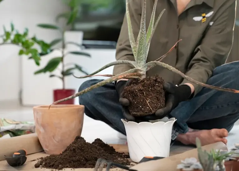 overwatered seedlings dying indoor garden